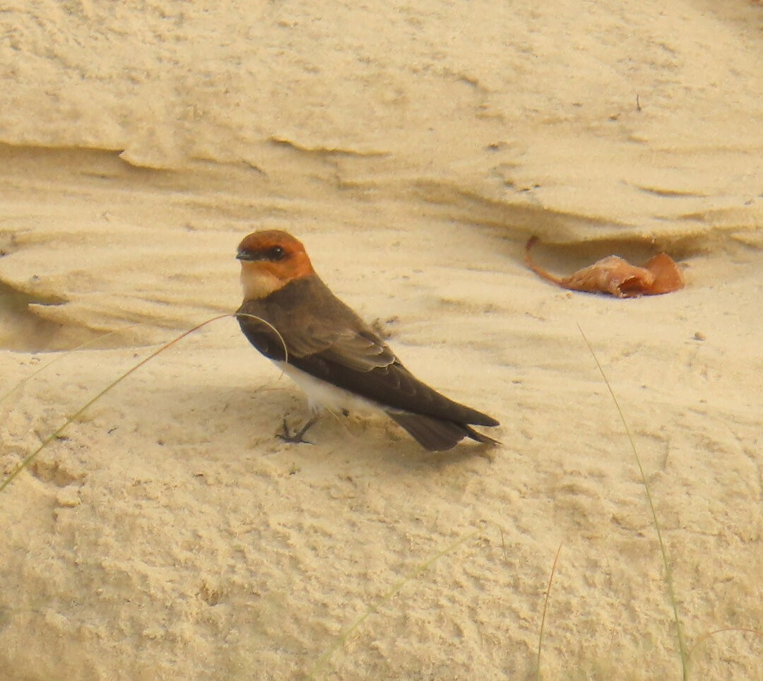 Hirondelle fardée - ML642732268