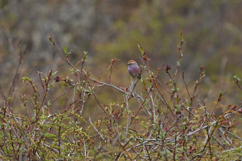 White-browed Tit-Warbler - ML642732277