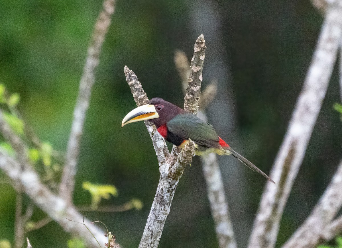 Ivory-billed Aracari - ML642732289