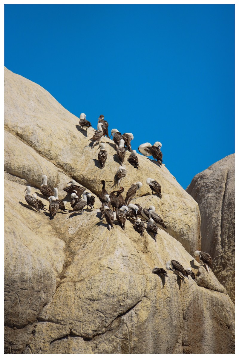 Peruvian Booby - ML642732290