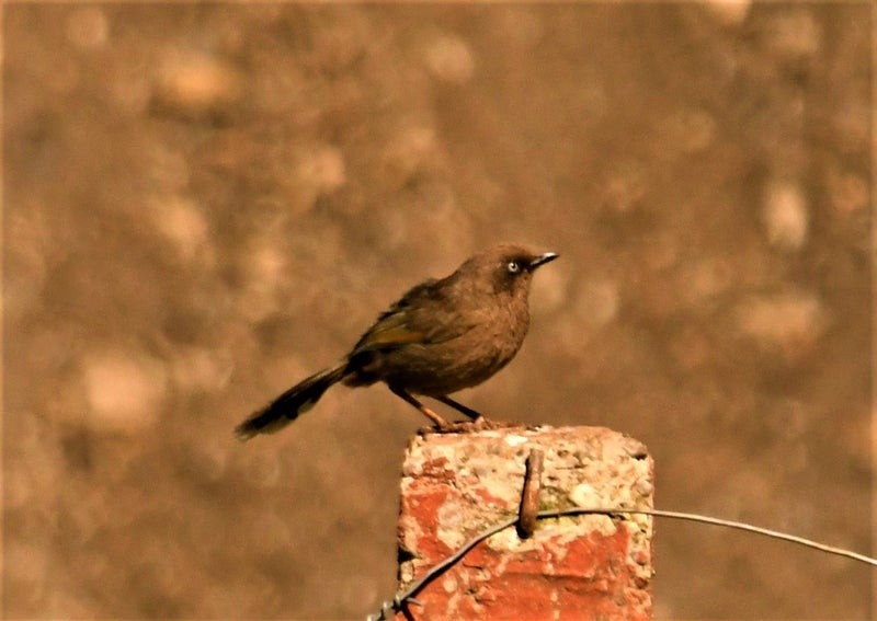 カキハガビチョウ - ML642732311