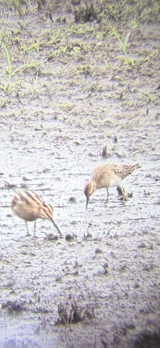 Wilson's Snipe - ML642732316
