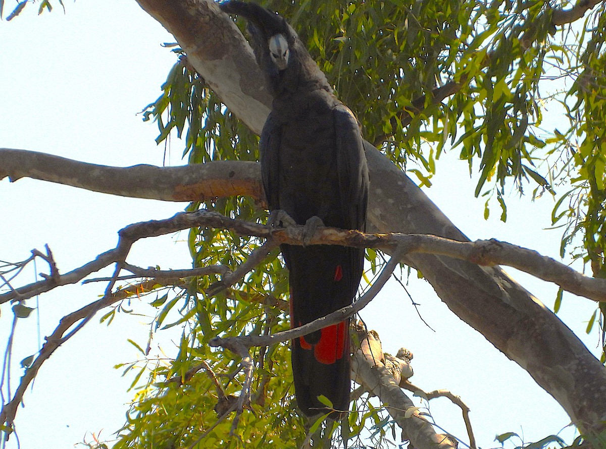 Red-tailed Black-Cockatoo - ML642732318