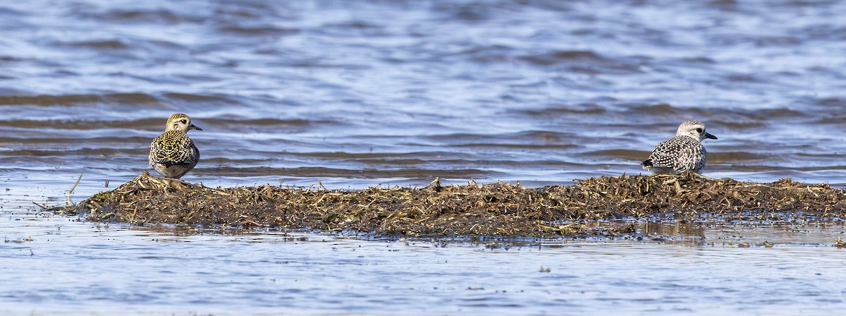 American Golden-Plover - ML642732323