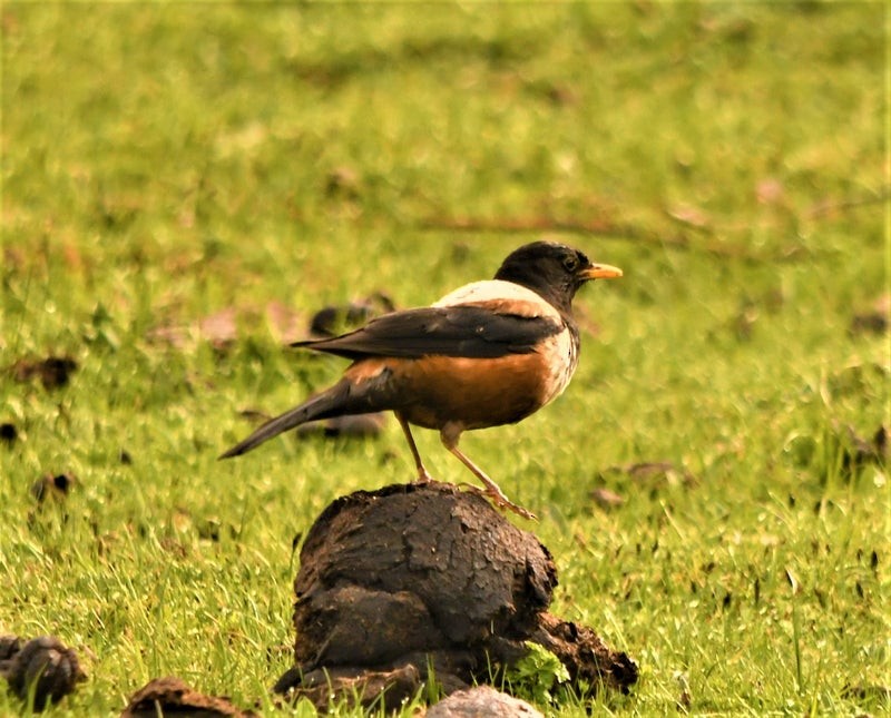 White-backed Thrush - ML642732333