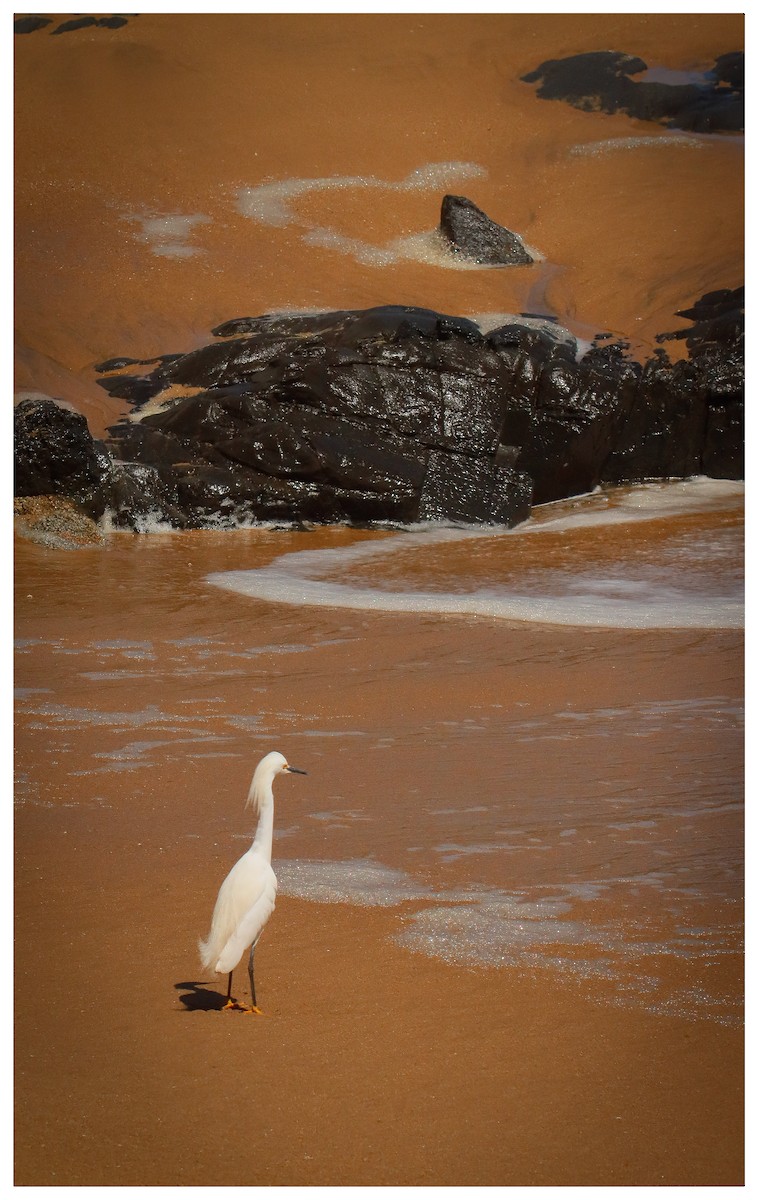 Snowy Egret - ML642732336