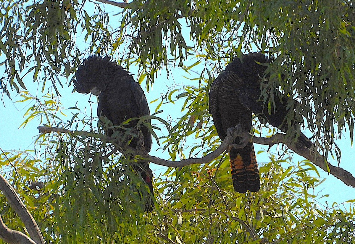 Red-tailed Black-Cockatoo - ML642732337