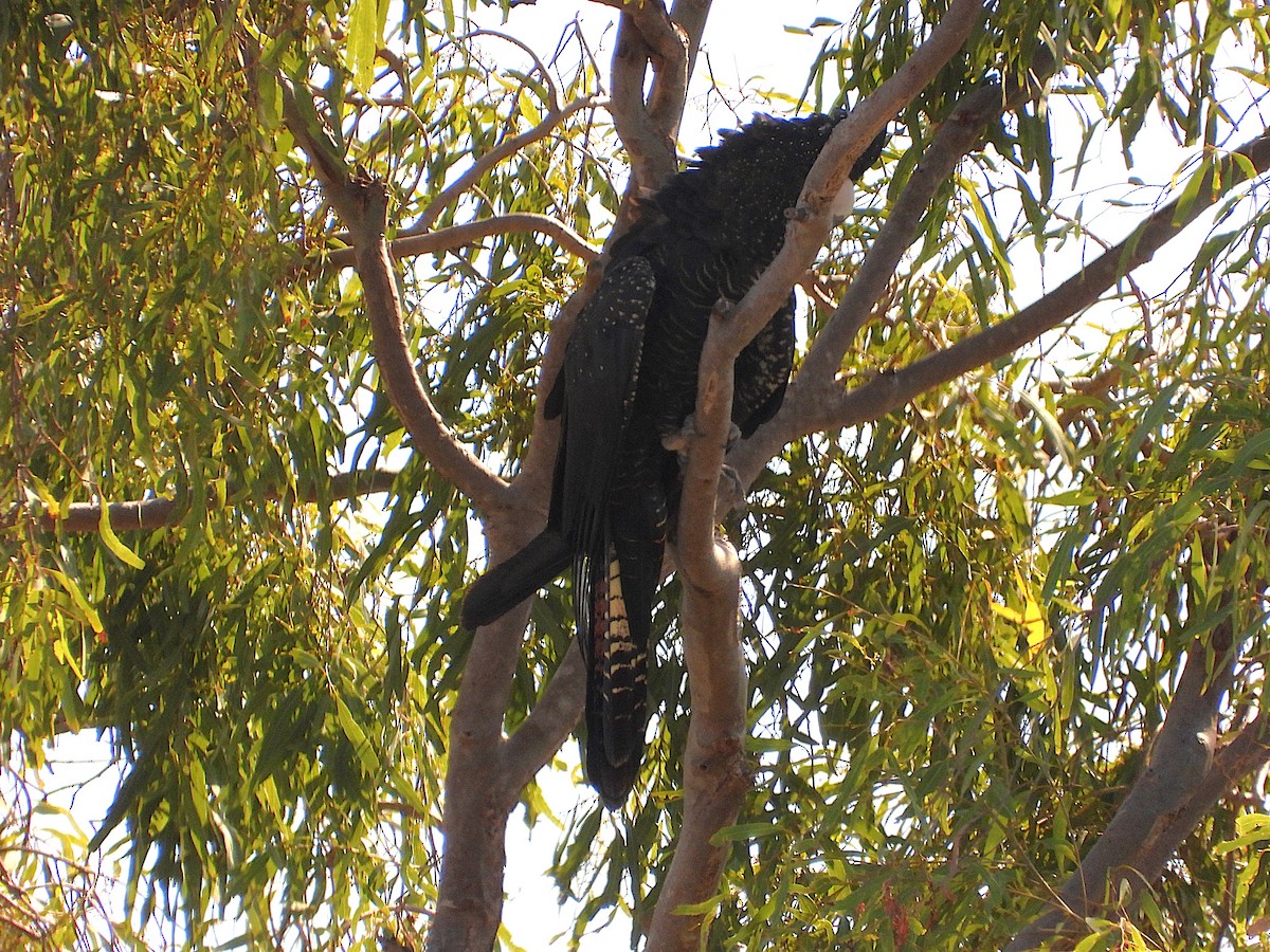 Red-tailed Black-Cockatoo - ML642732345
