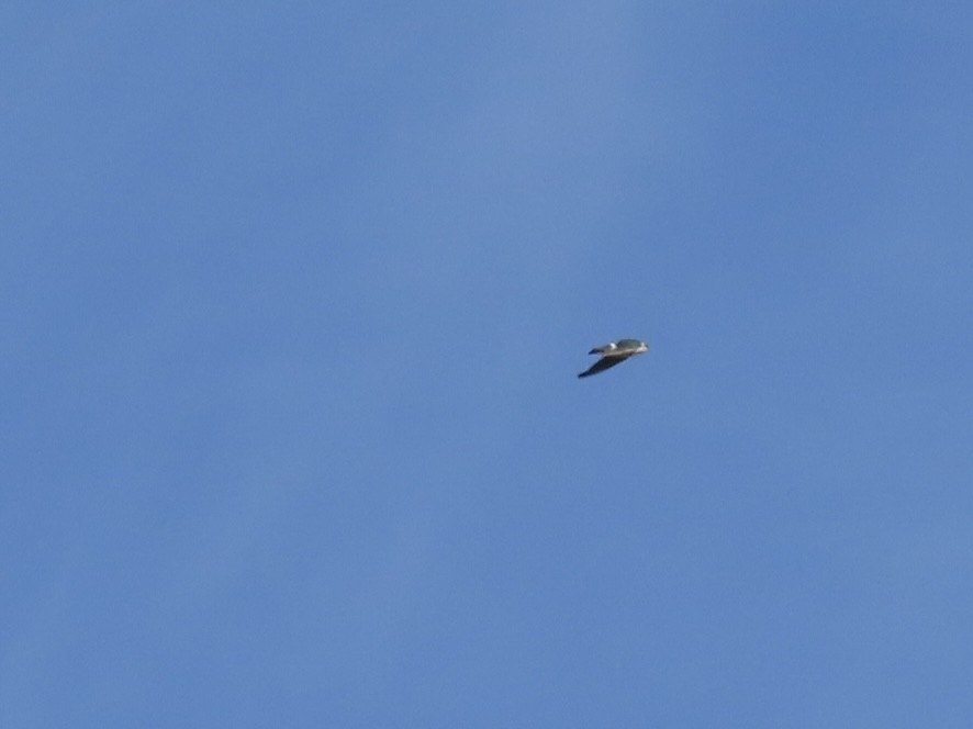 Violet-green Swallow - ML642732351