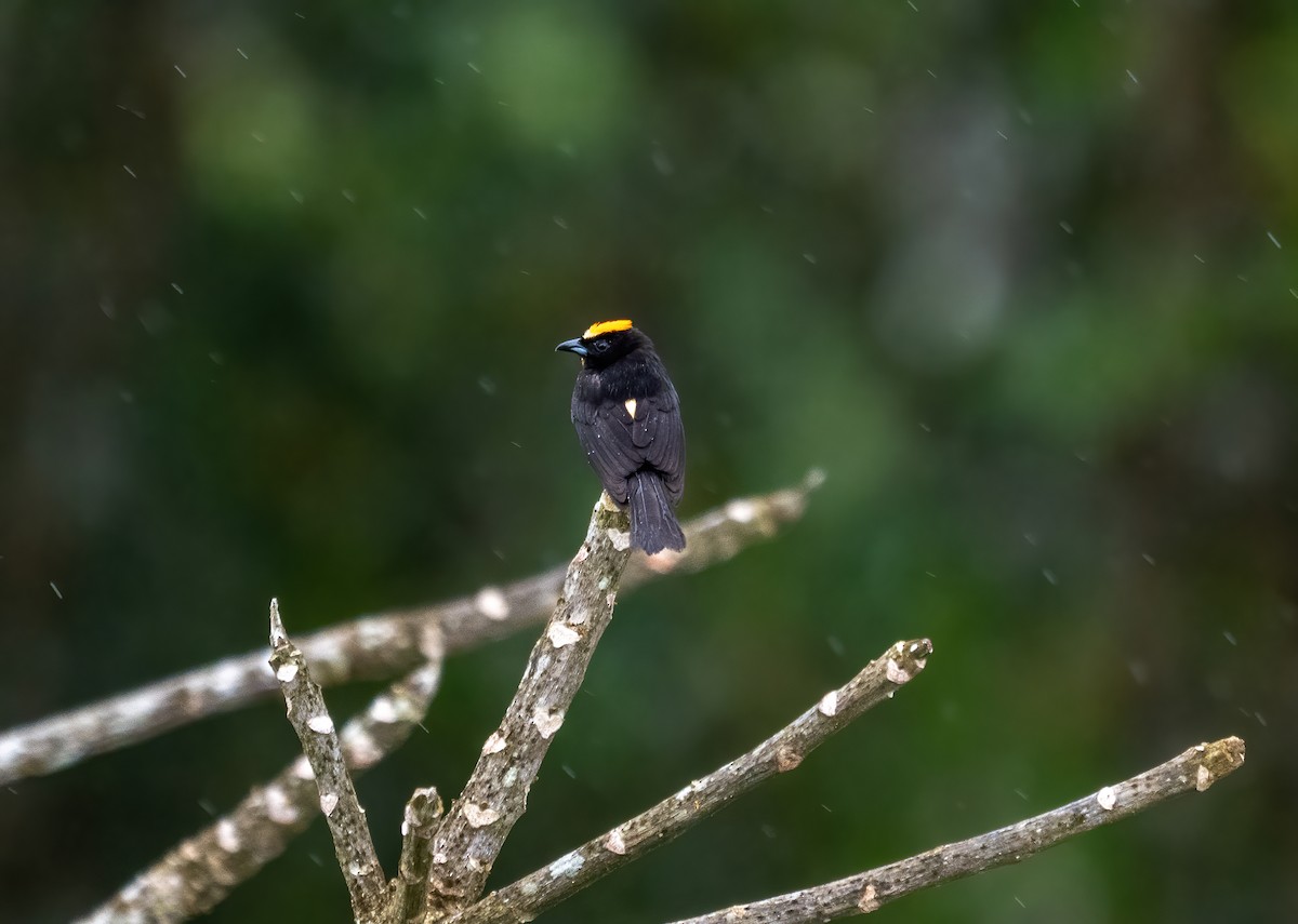 Flame-crested Tanager - ML642732358