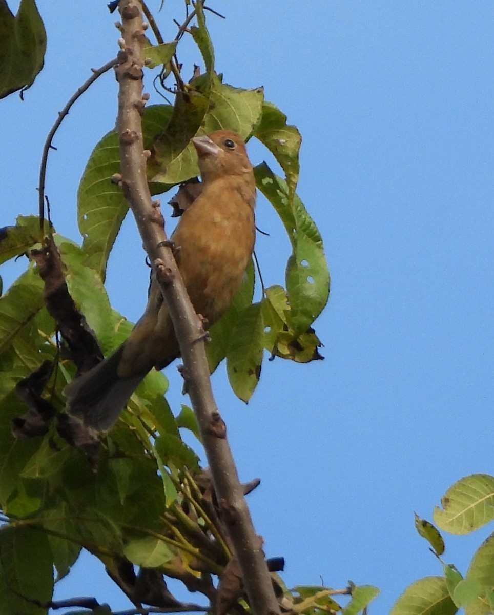 Passerin indigo - ML642732366