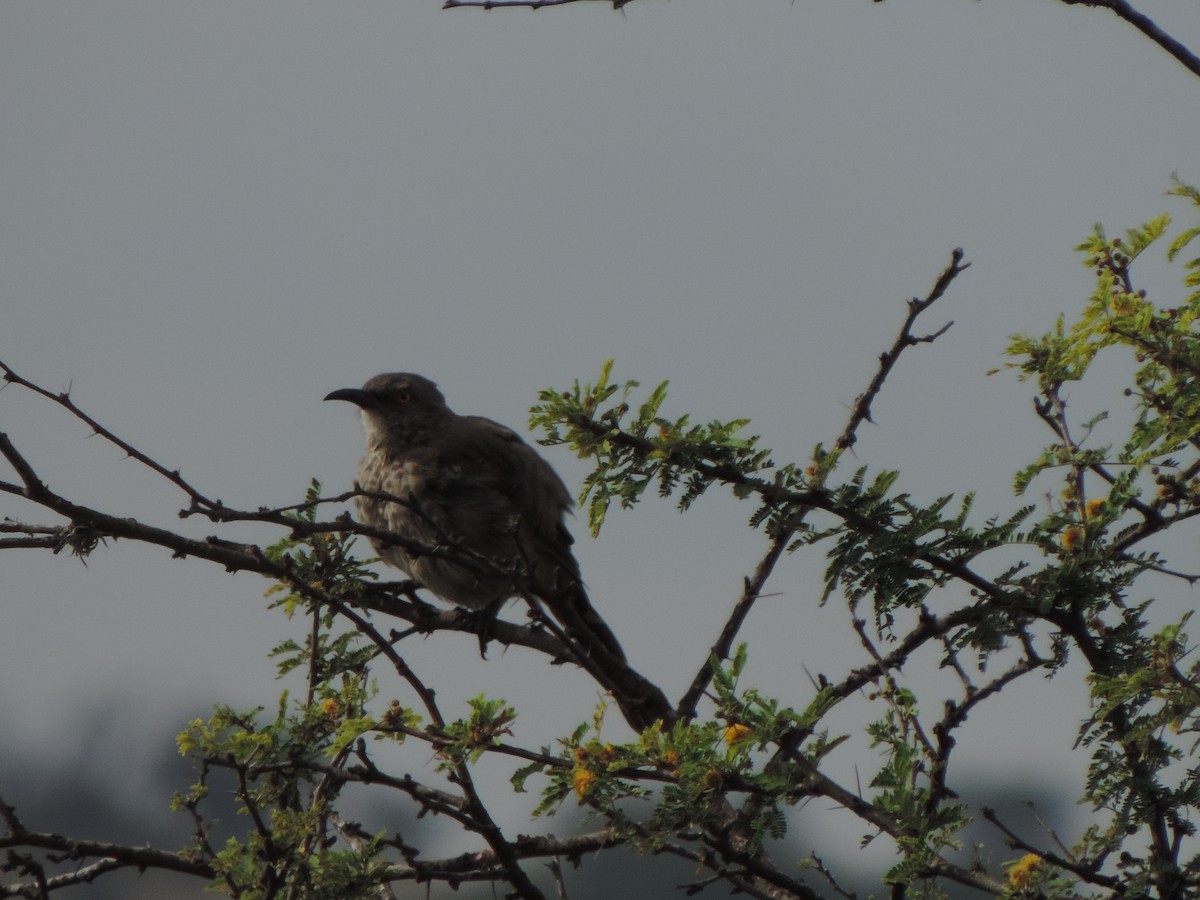 Curve-billed Thrasher - ML642732367