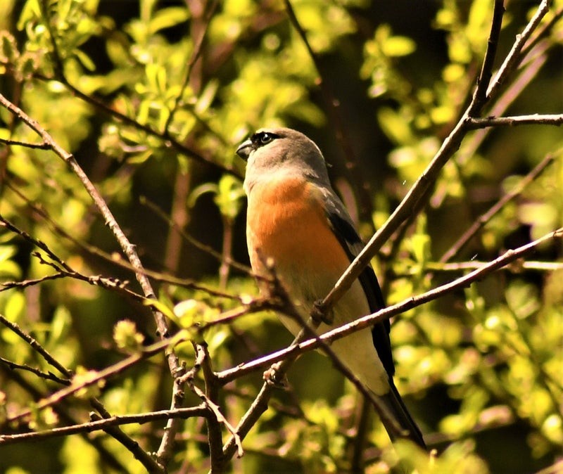Gray-headed Bullfinch - ML642732369