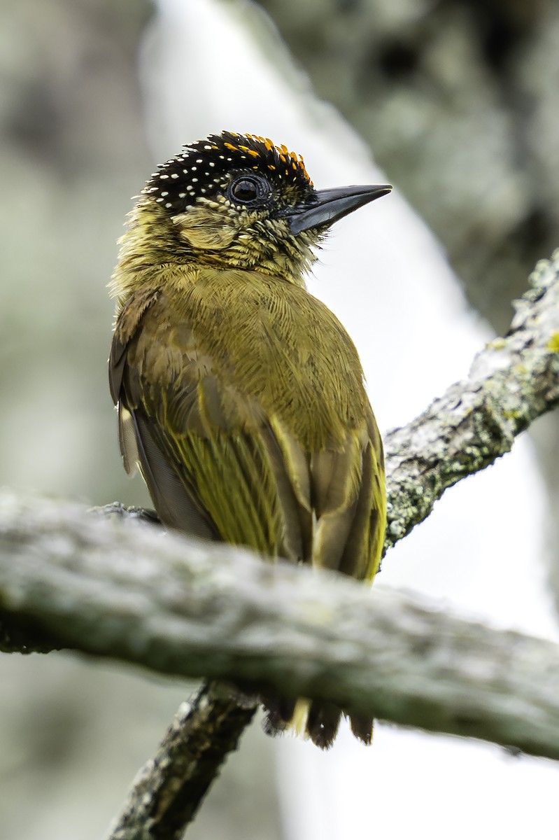 Olivaceous Piculet - ML642732372