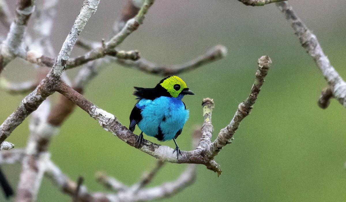 Paradise Tanager - ML642732373