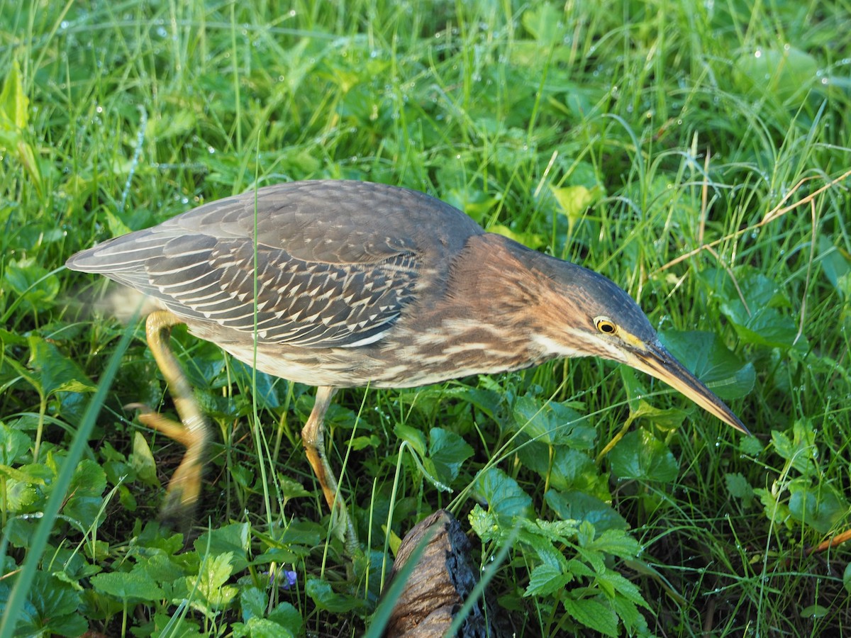 Green Heron - ML642732377