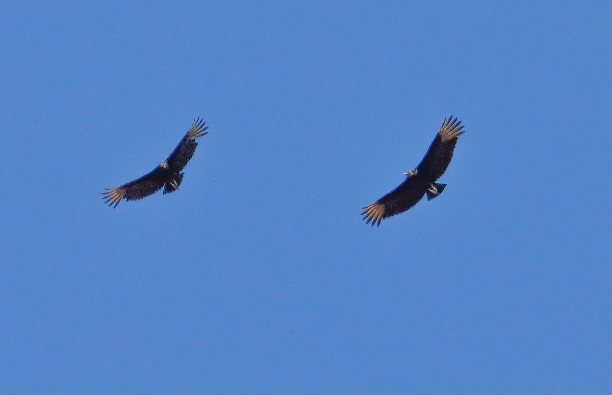 Black Vulture - ML642732381