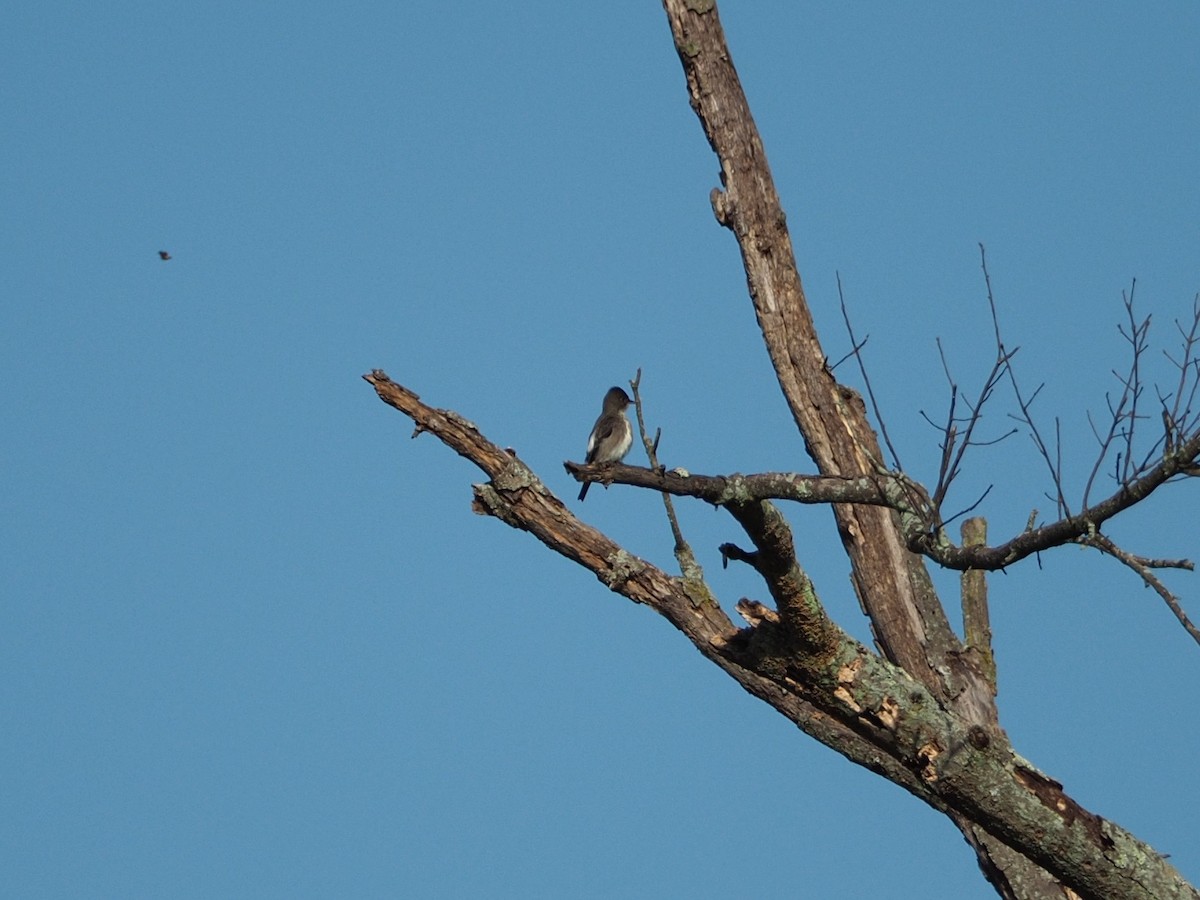 Olive-sided Flycatcher - ML642732383