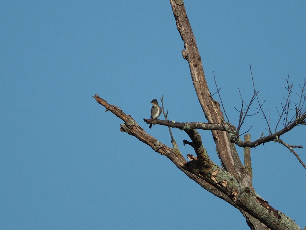 Olive-sided Flycatcher - ML642732384