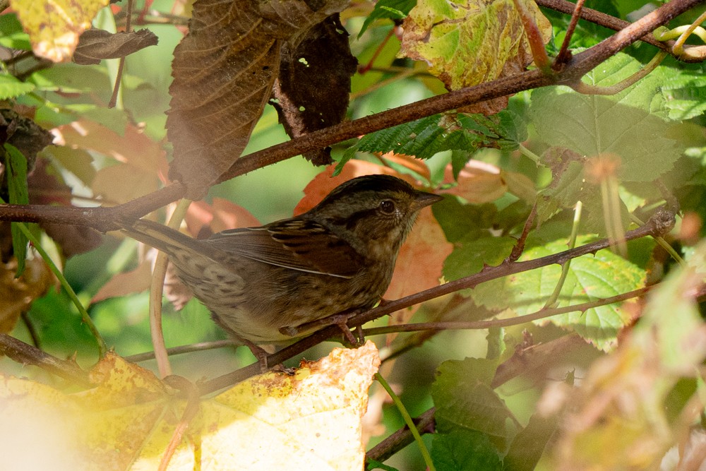 Swamp Sparrow - ML642732408