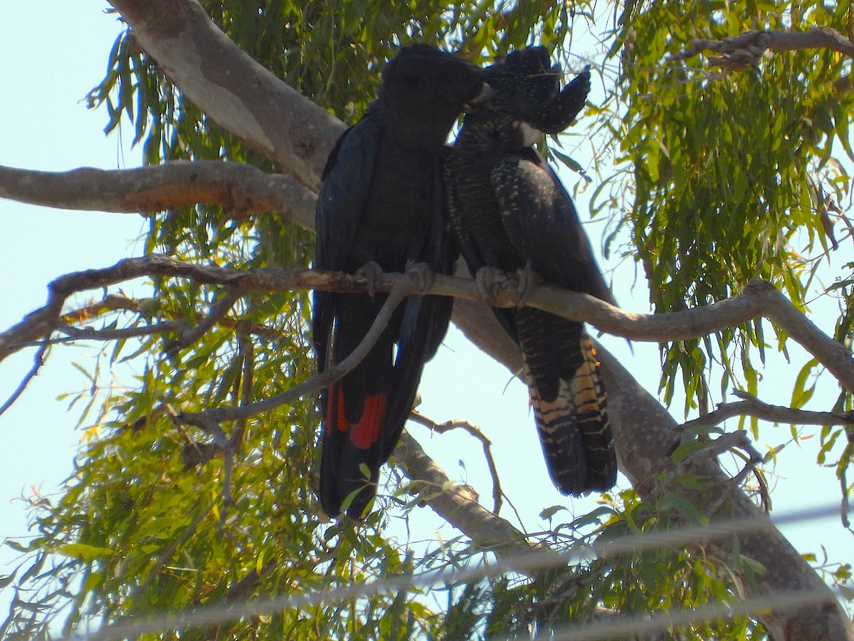 Red-tailed Black-Cockatoo - ML642732420