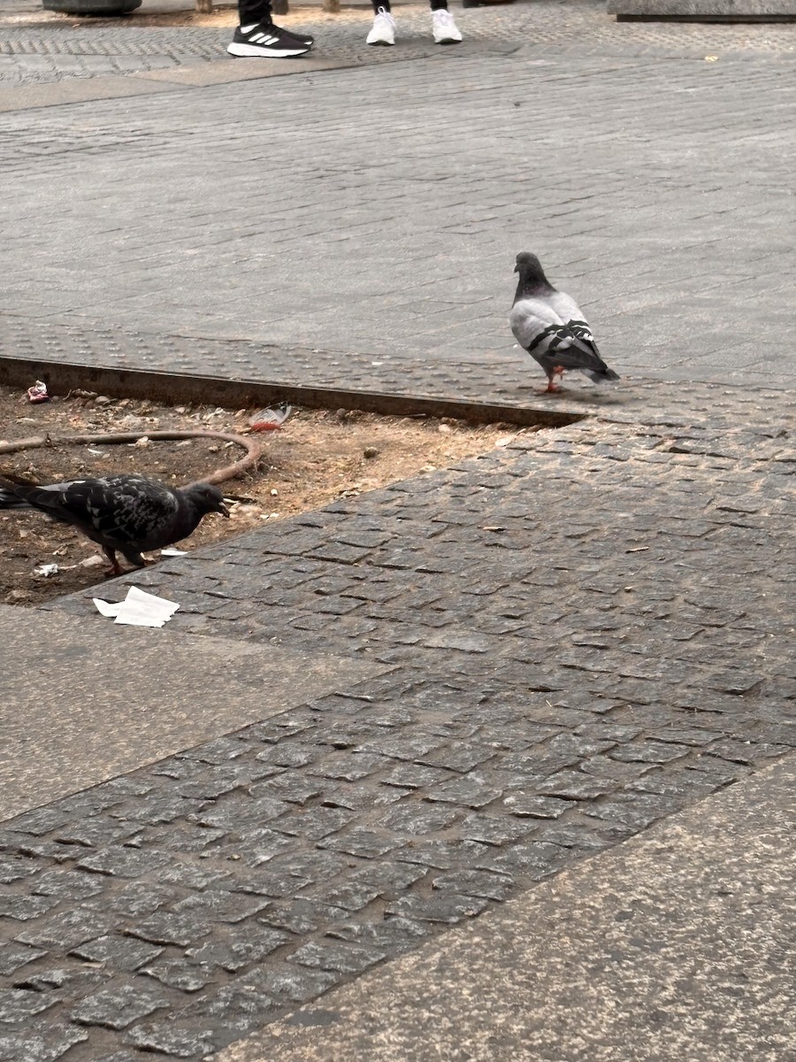 Kaya Güvercini (evcil tip) - ML642732434