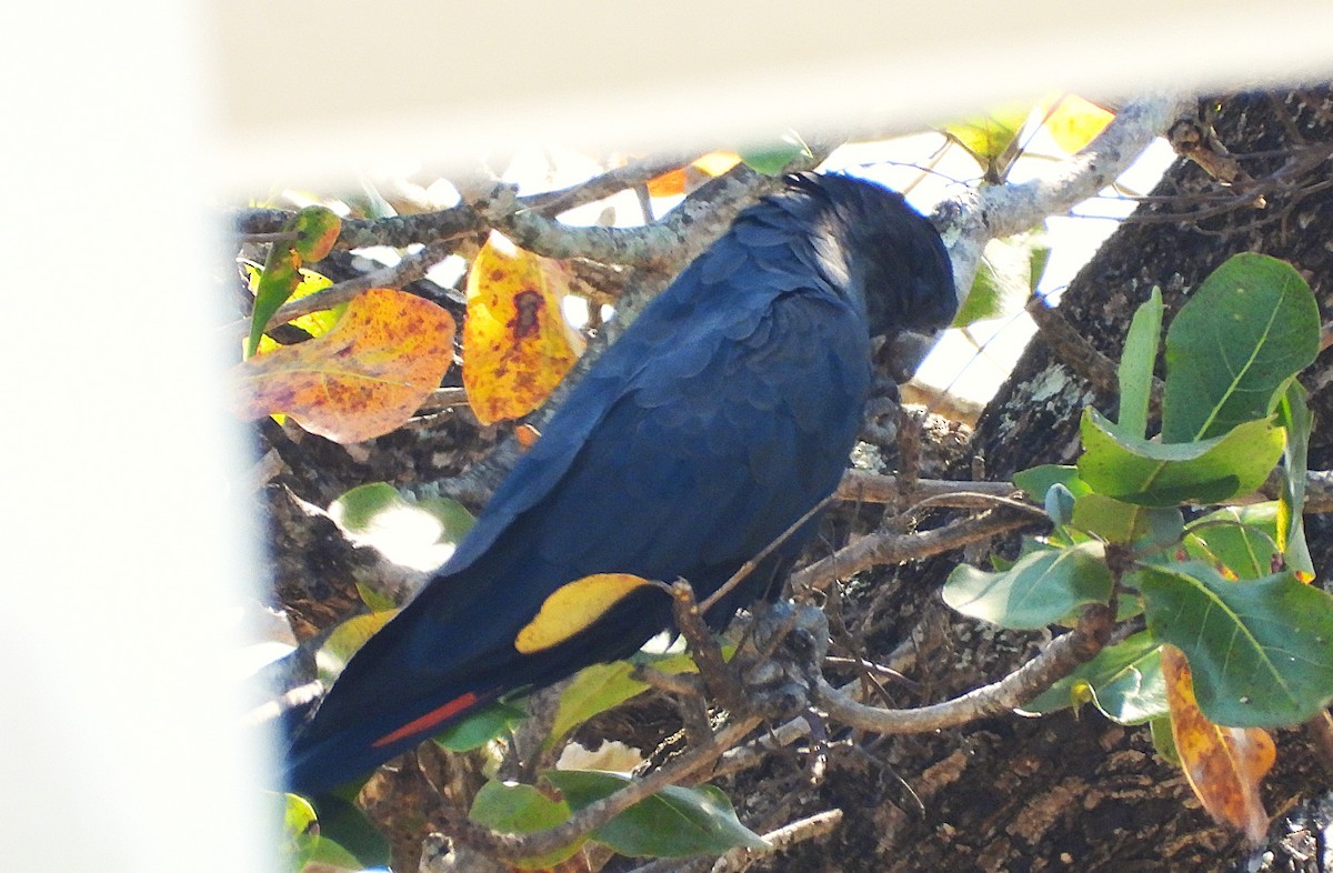 Red-tailed Black-Cockatoo - ML642732441