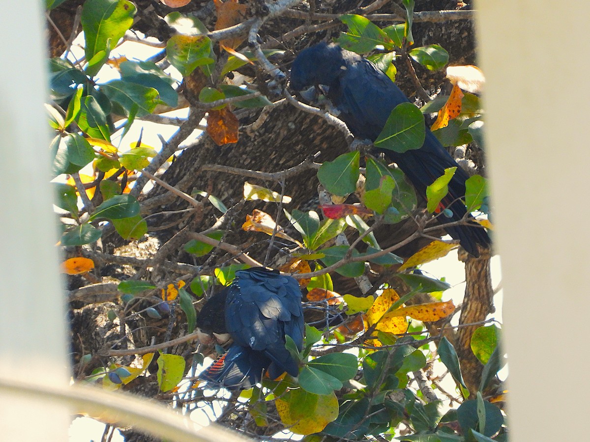 Red-tailed Black-Cockatoo - ML642732443
