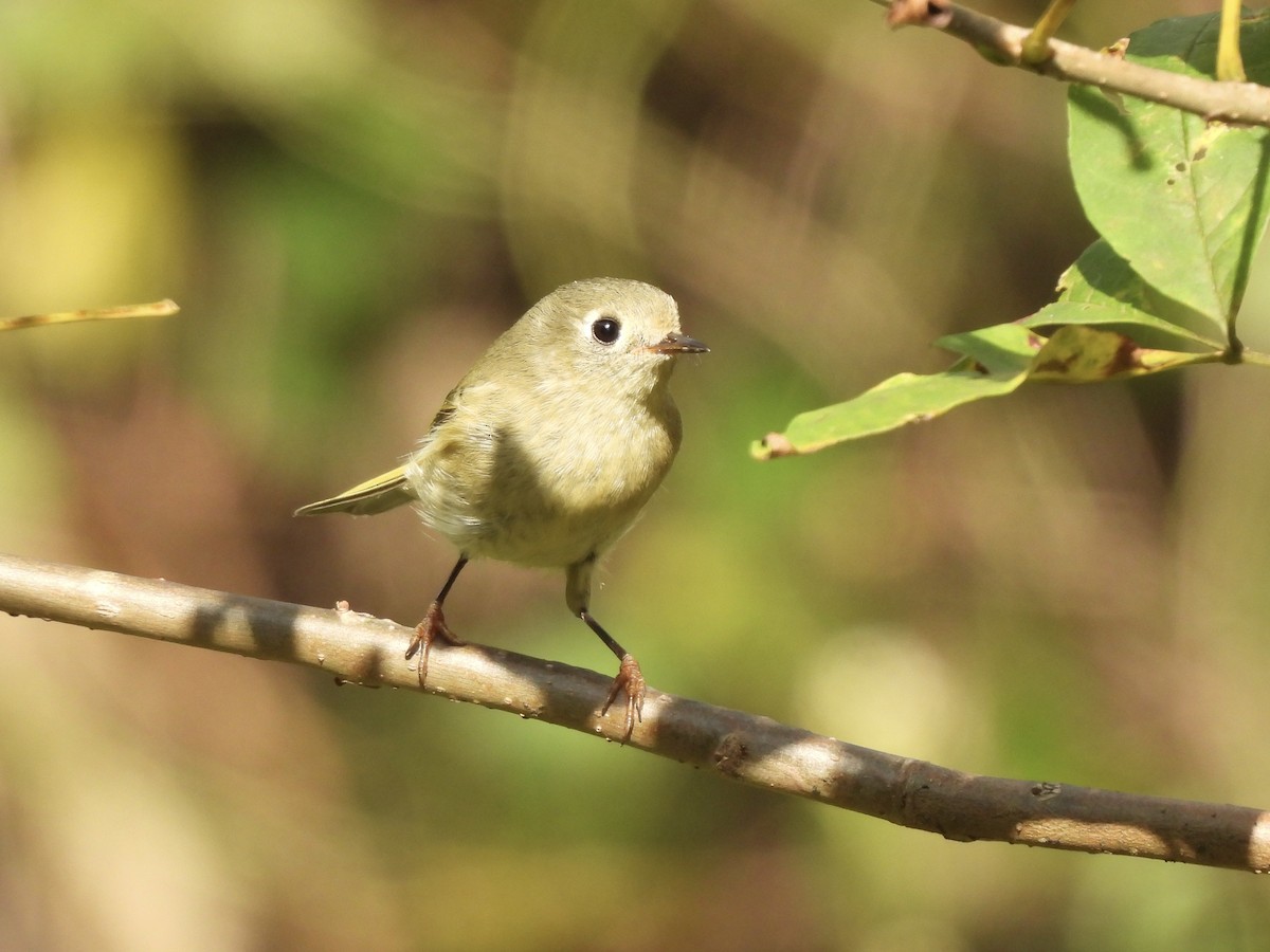 Ruby-crowned Kinglet - ML642732472