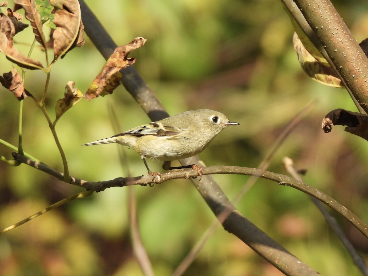Ruby-crowned Kinglet - ML642732473