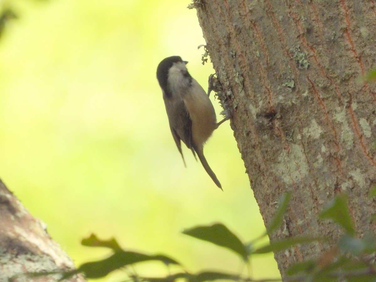 Mésange de Caroline - ML642732476