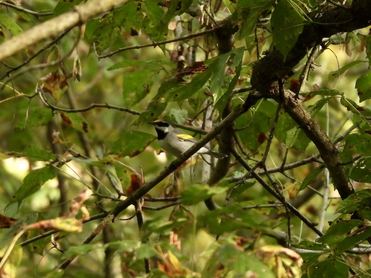 Golden-winged Warbler - ML642732479