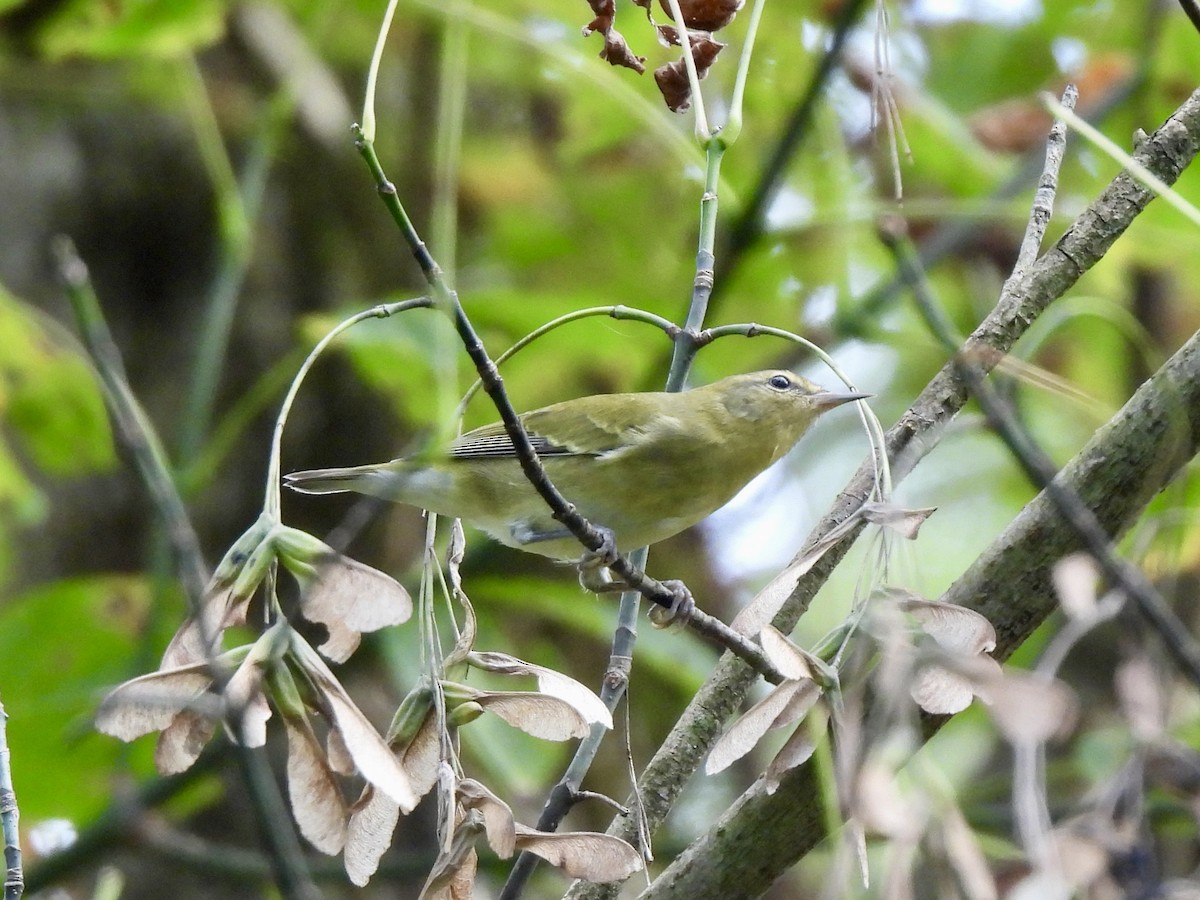 Tennessee Warbler - ML642732486