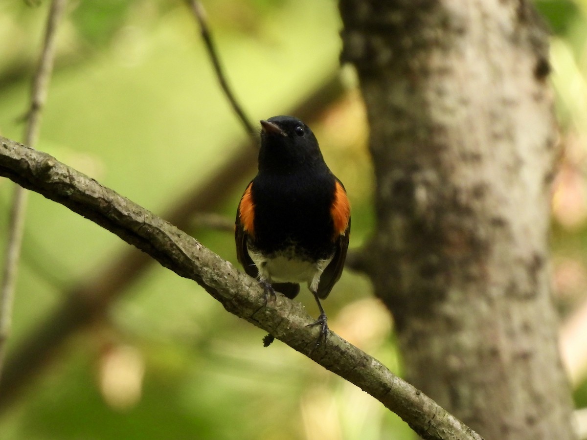 American Redstart - ML642732488