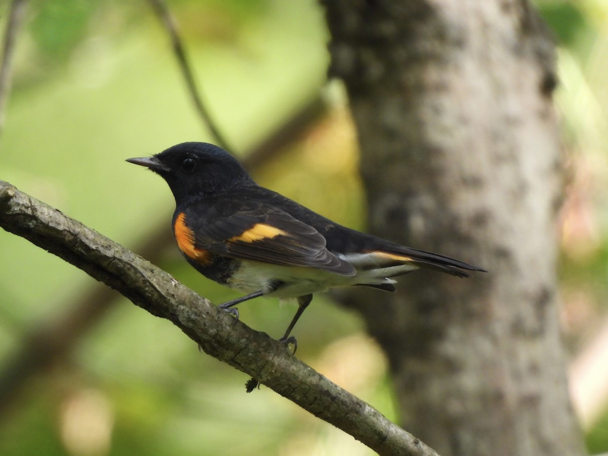 American Redstart - ML642732489