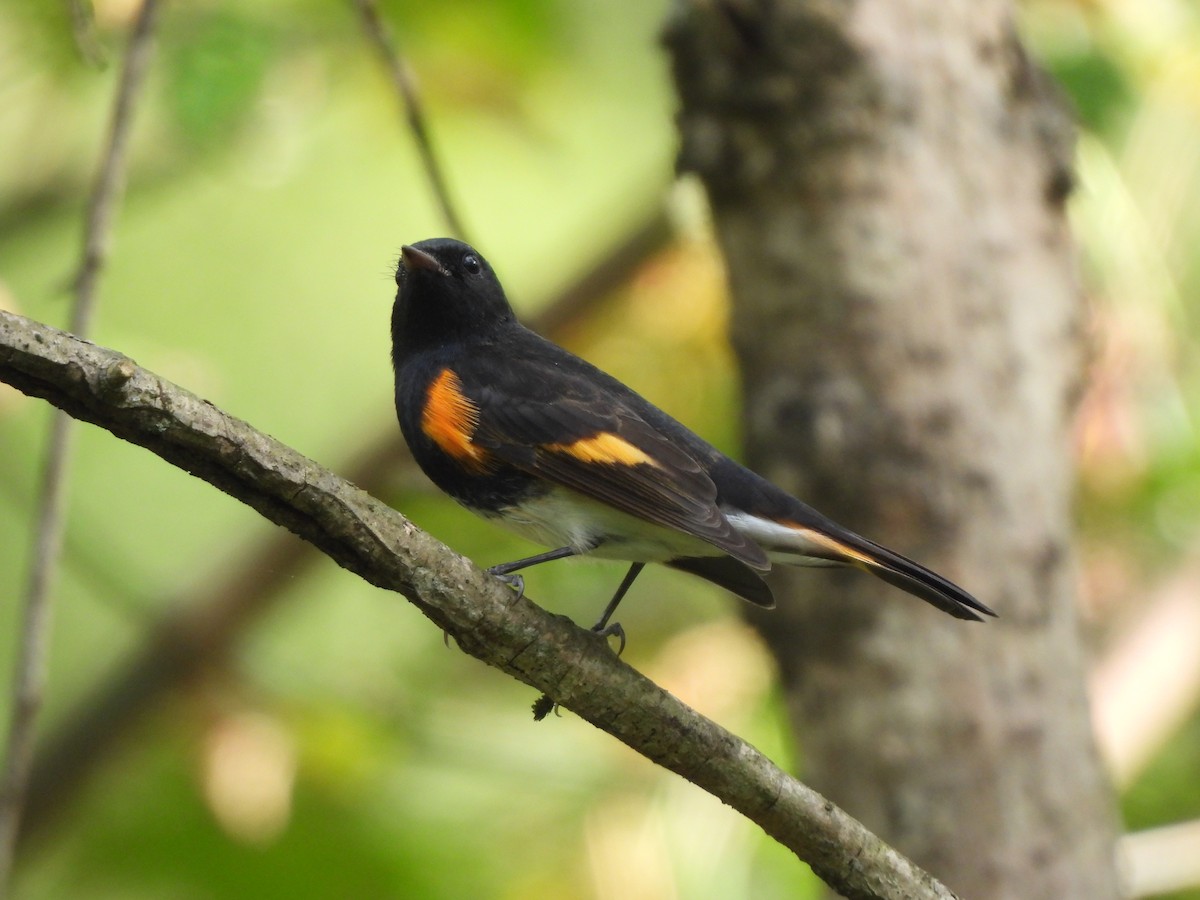 American Redstart - ML642732490