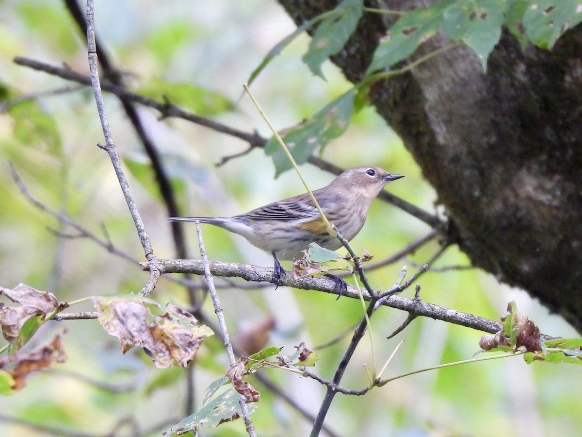 Yellow-rumped Warbler - ML642732494