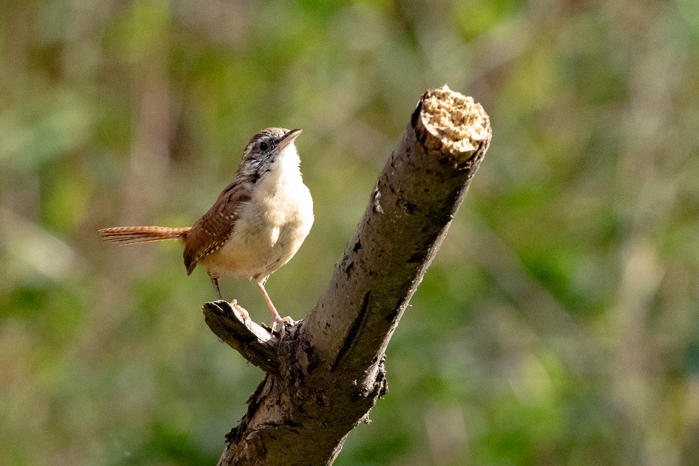 Carolina Wren - ML642732518