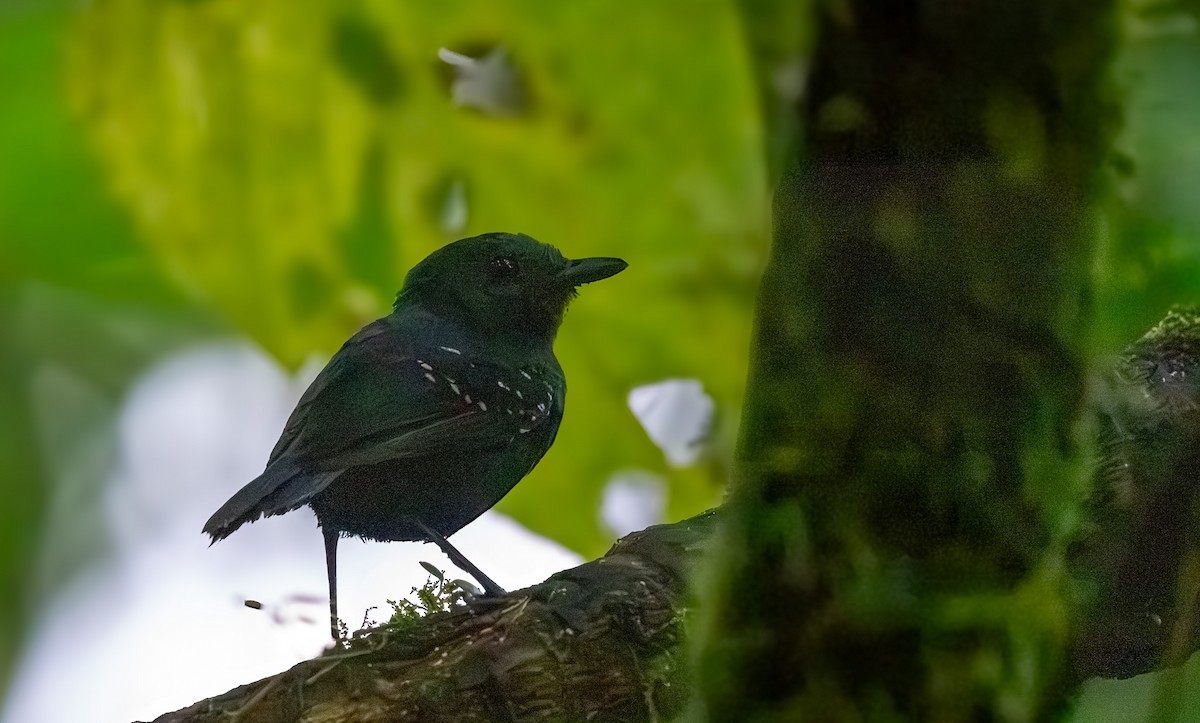 Esmeraldas Antbird - ML642732525