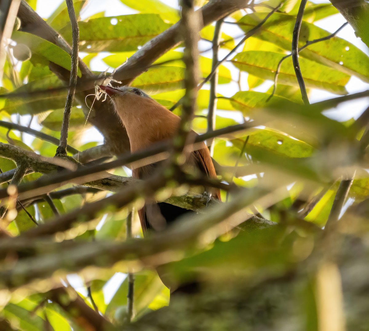 Black-bellied Cuckoo - ML642732540