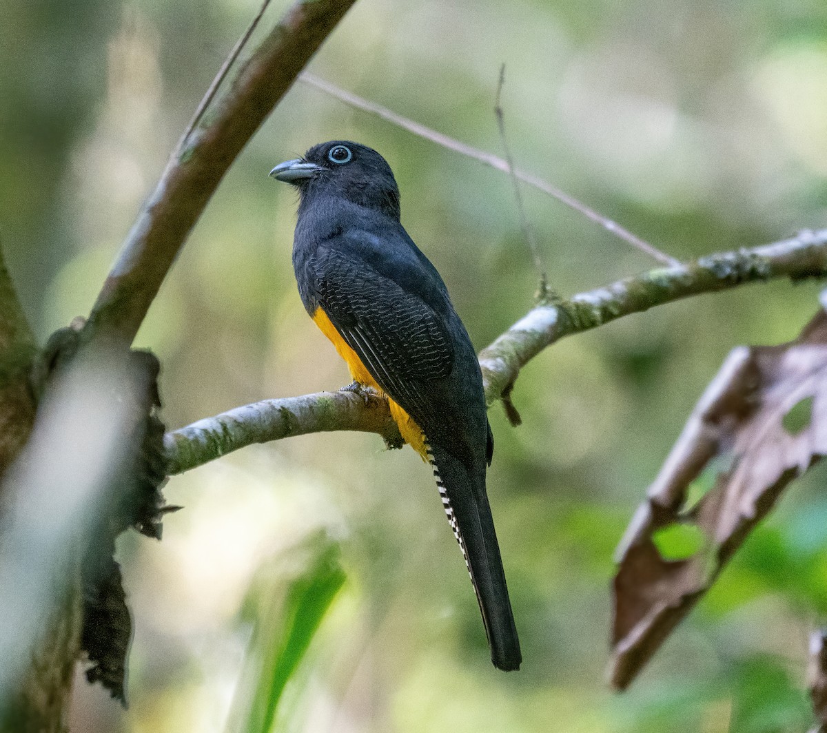 Green-backed Trogon - ML642732546