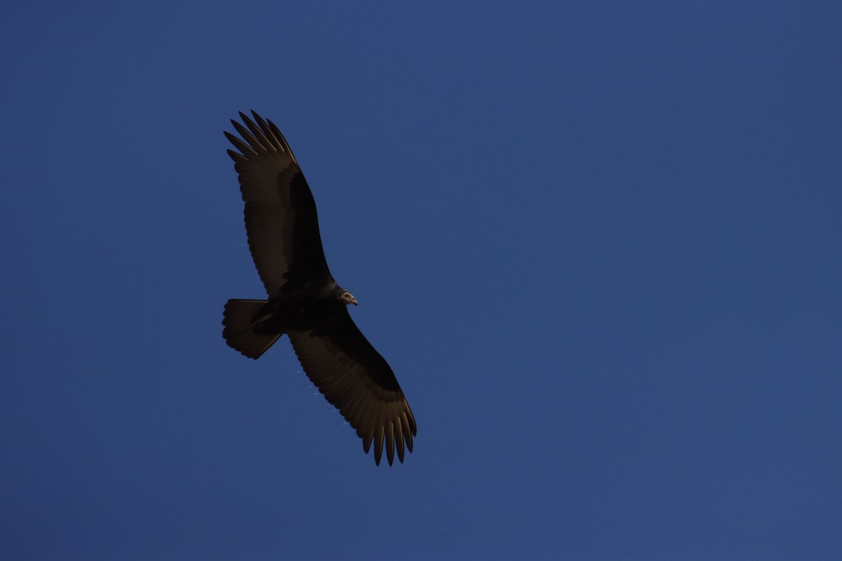 Turkey Vulture - ML642732551