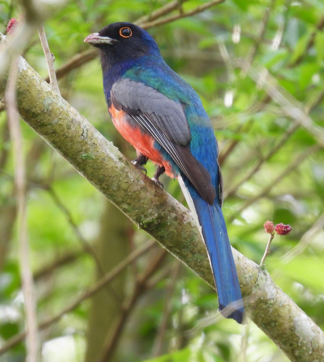Surucua Trogon - ML642732630