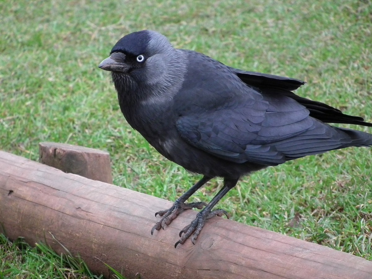 Харлаг хэрээ - ML642732633