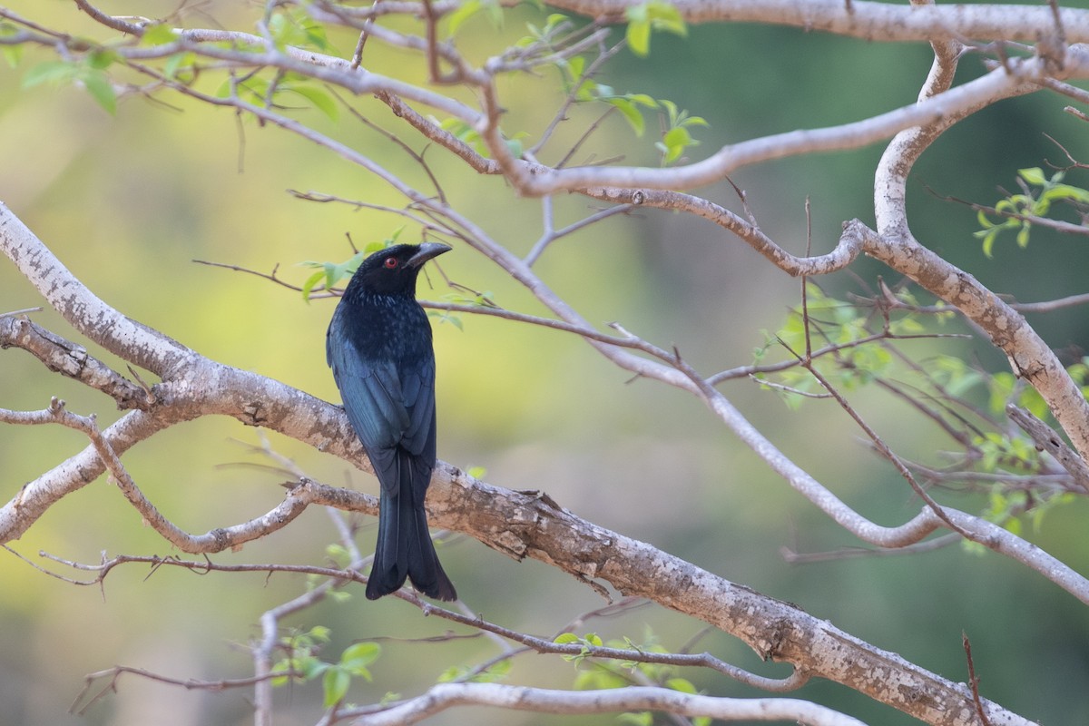 Spangled Drongo - ML642732644