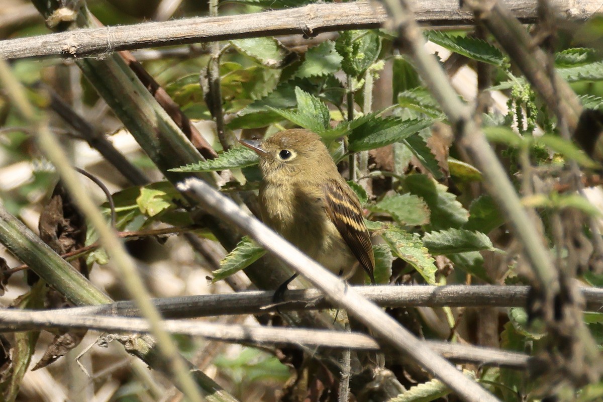 Western Flycatcher (Pacific-slope) - ML642732652