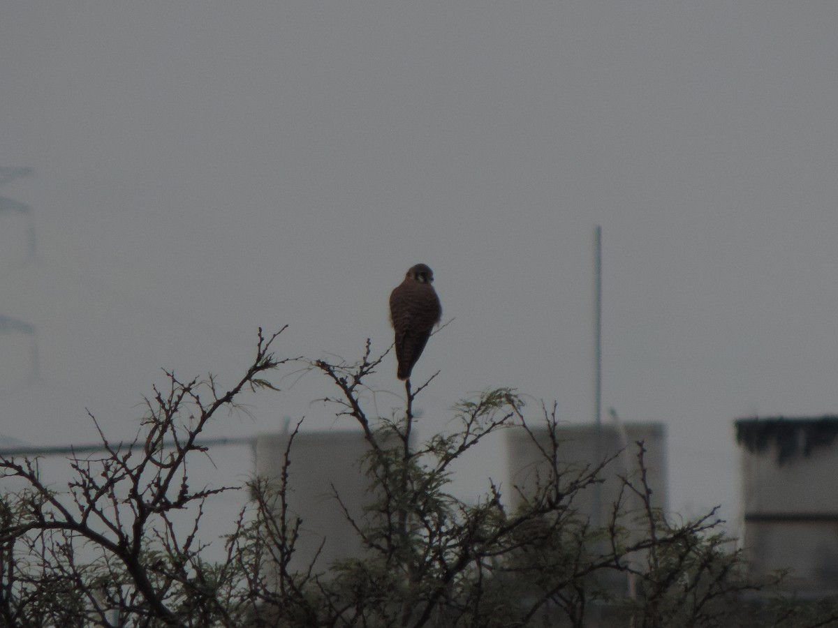 American Kestrel - ML642732688