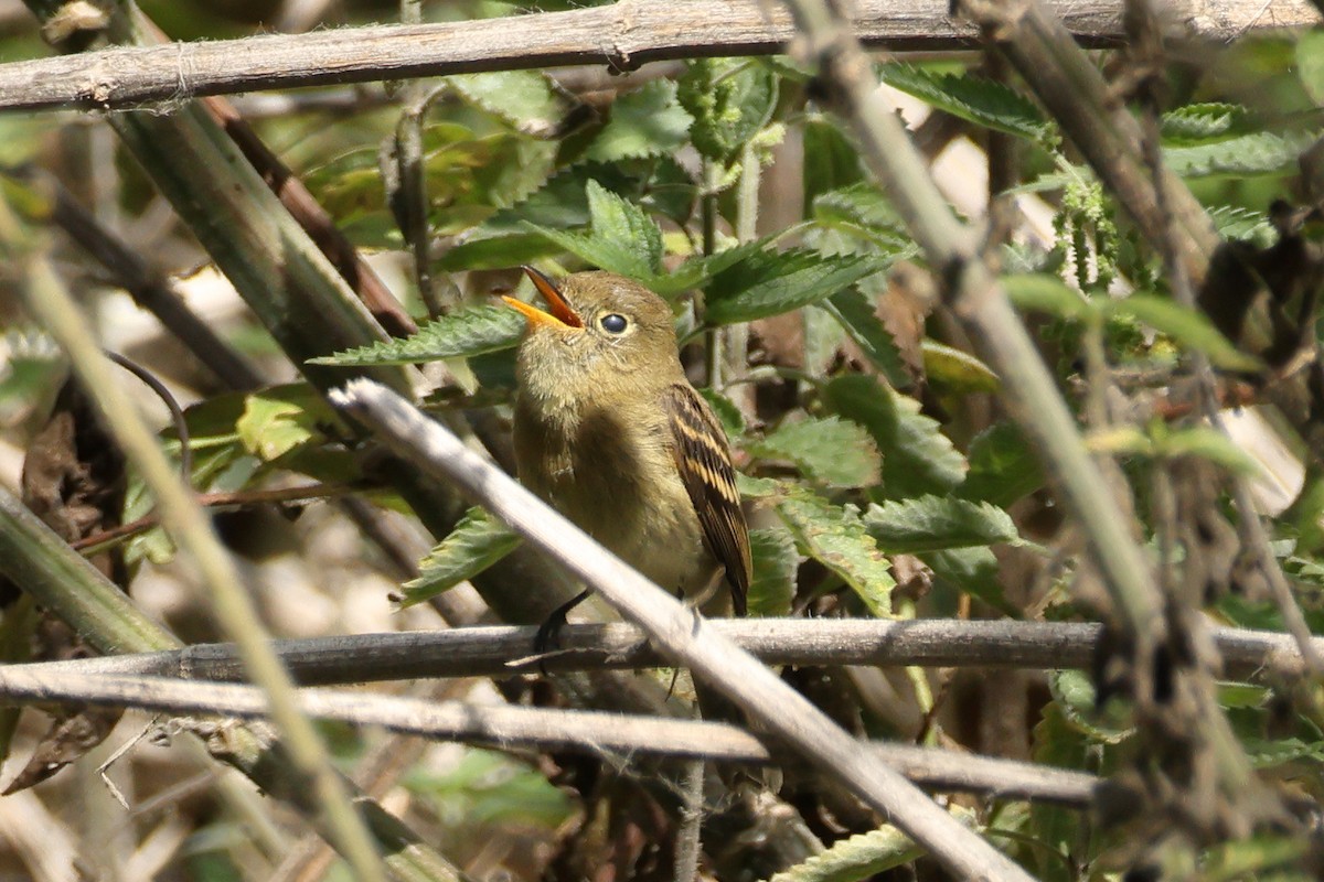 Western Flycatcher (Pacific-slope) - ML642732693