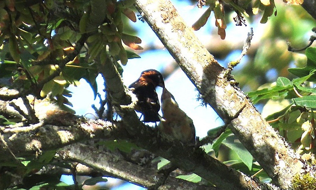 Cardinal à tête noire - ML642732766