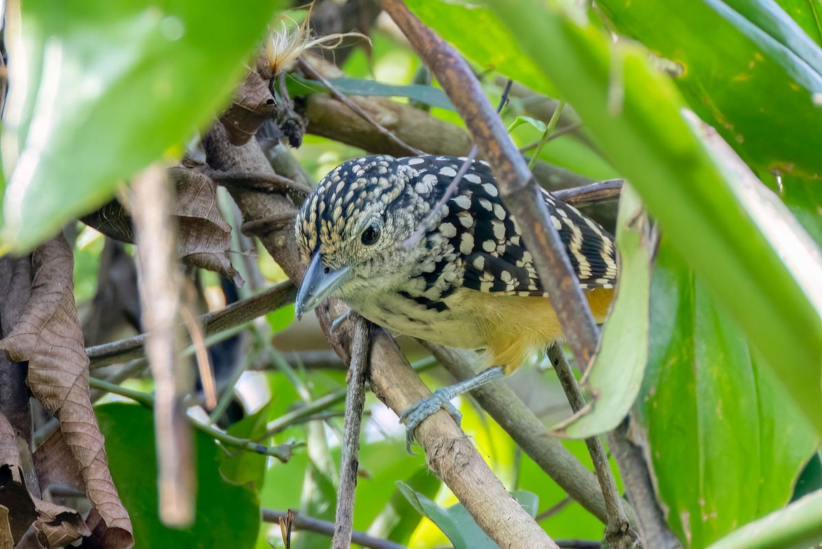 Spot-backed Antshrike - ML642732770